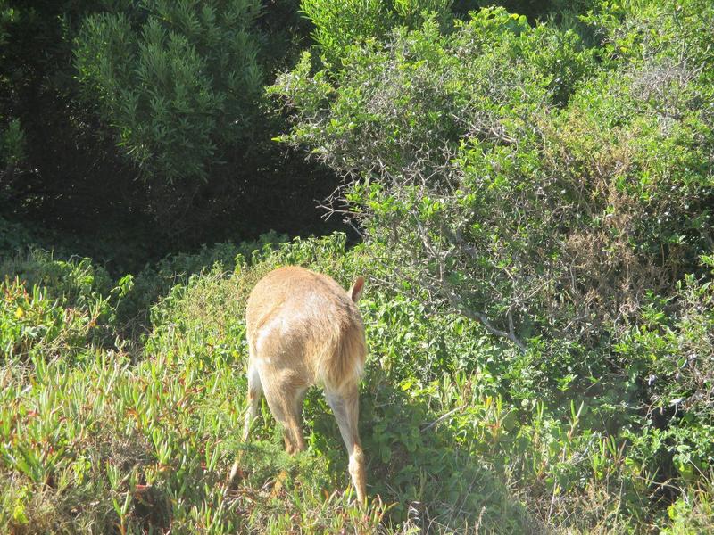 0 Bedroom Property for Sale in Moquini Western Cape